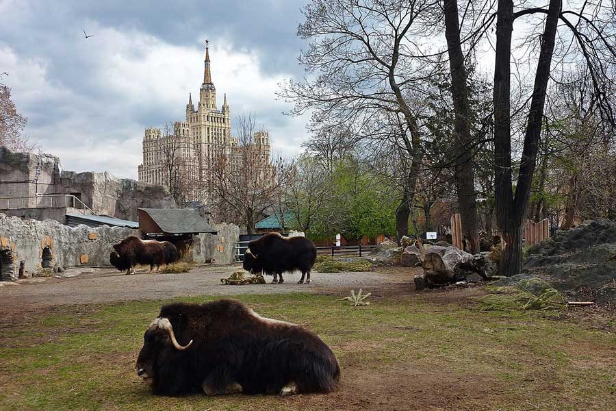 Animal moscow. Буйвол в Московском зоопарке. Городские животные. Буйвол в зоопарке Москве. Город зверей.